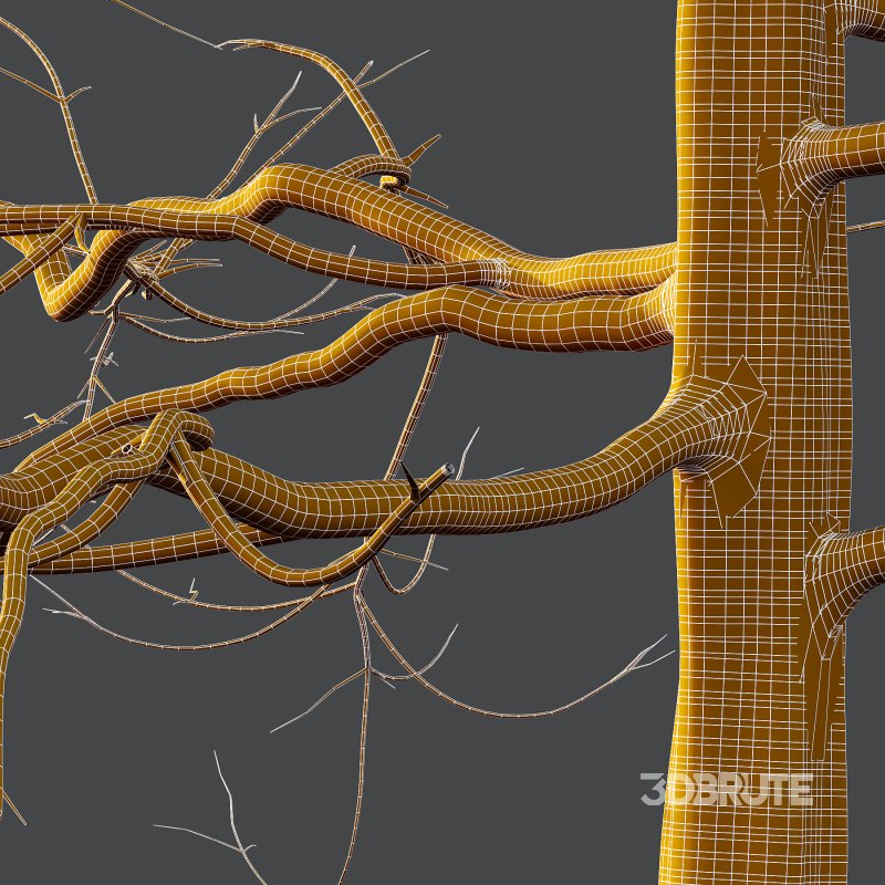 Mountain Ash Tree 03 Image 6