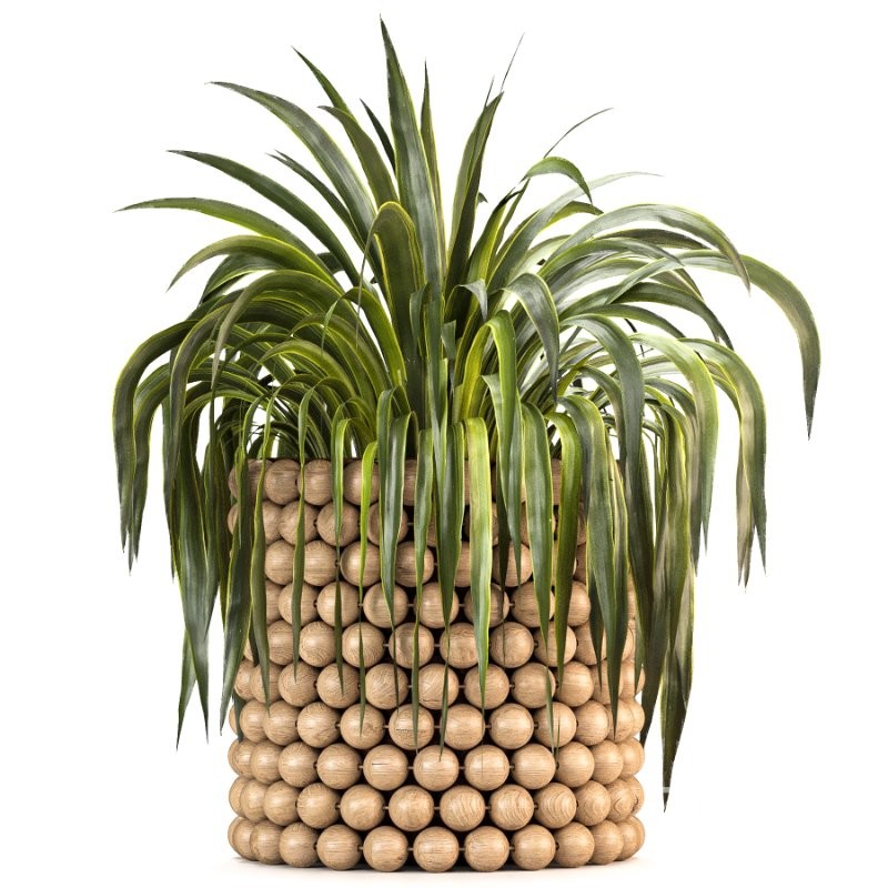 Boho Pot Plants Image 3