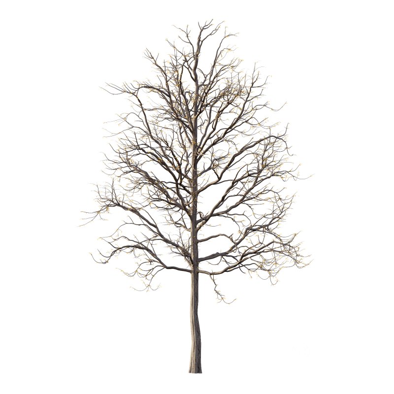 Mountain Ash Tree 07 Image 1