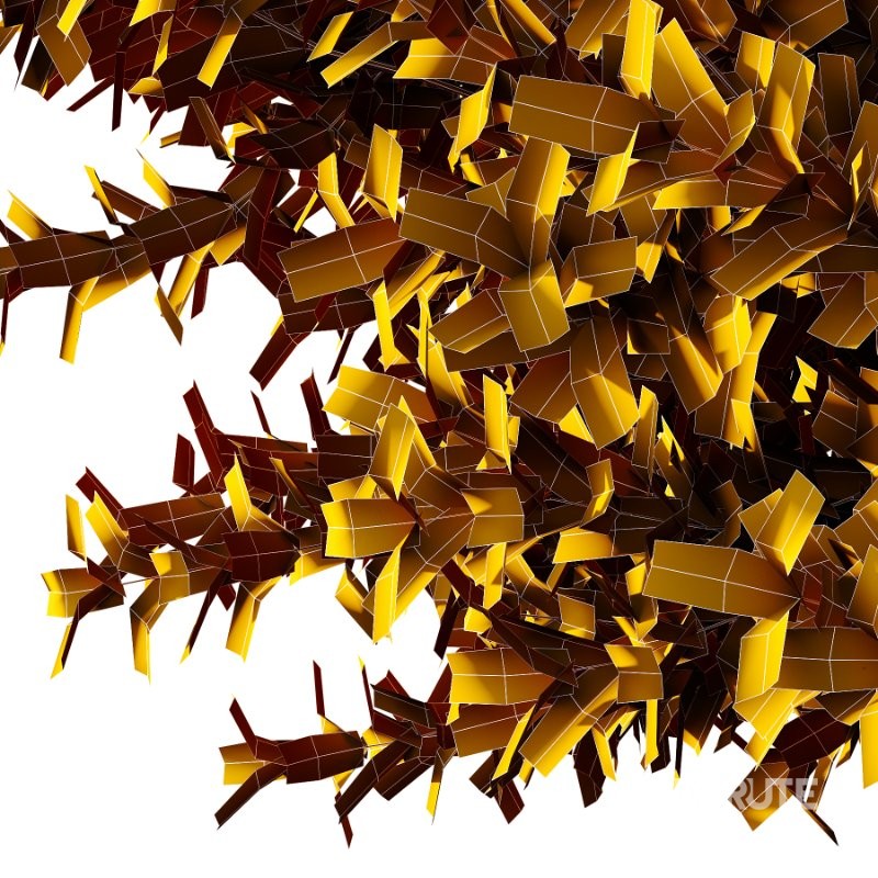 Frutices Fortescue Euonymus 09 Image 5