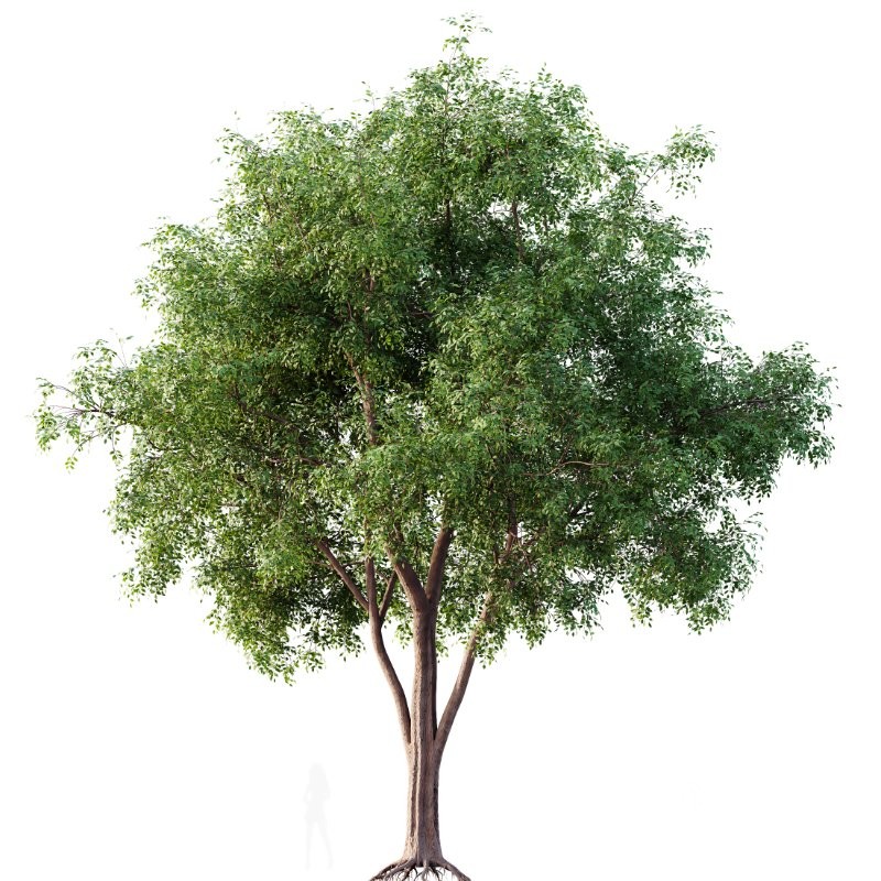 AV Ash Tree and American Elm Tree Image 1
