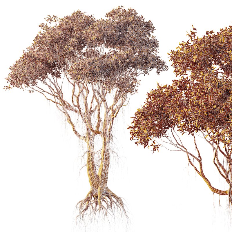 AV 2 Trees Mangrove Gray Avicennia Marina Image 6