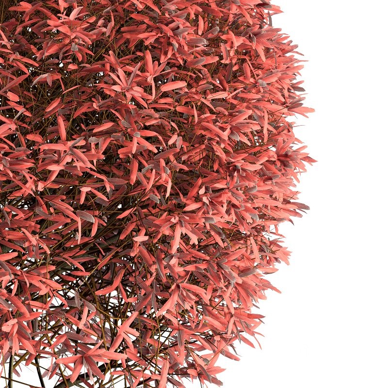 Outdoor Plant 02 Image 2