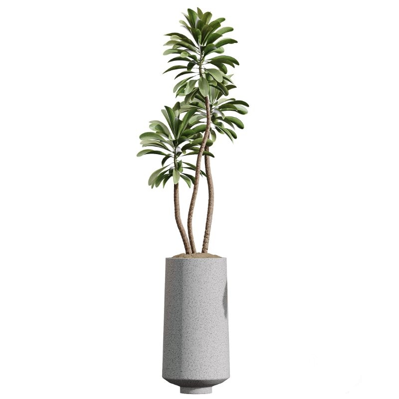 AV Indoor Plants Set 406 Cunjevoi Alocasia and Euphorbia Drupifera and Schefflera Arboricola and Yucca Elephantipes Image 1