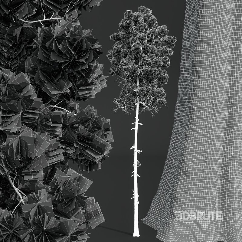 AV Pinus Engelmannii and Pinus Palustris Image 9