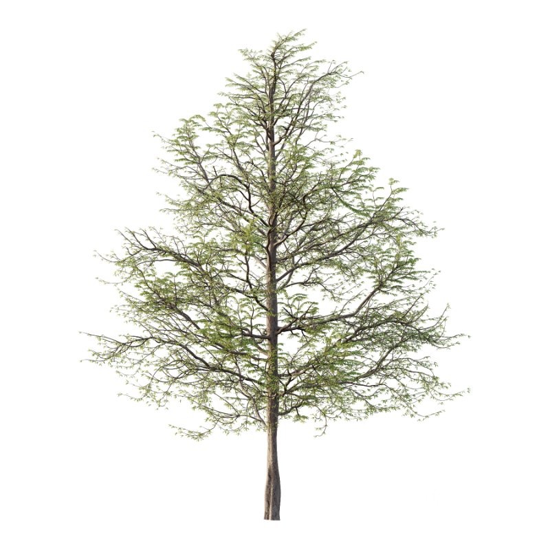 Mountain Ash Tree 15 Image 2