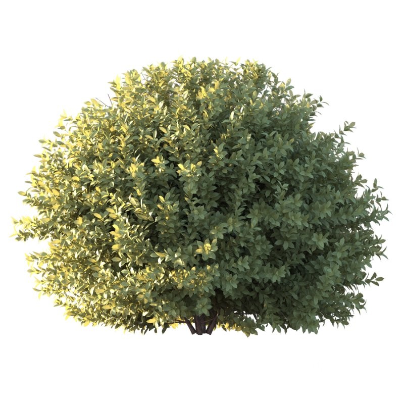 Frutices Fortescue Euonymus 10 Image 3