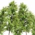 AV Acer Saccharinum and European Bladdernut Spring 2 Trees - Thumbnail 4
