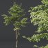 AV Water gum and Carpinus Betulus 3 trees - Thumbnail 5