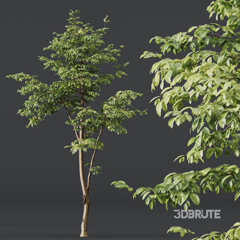 AV Water gum and Carpinus Betulus 3 trees Image 5