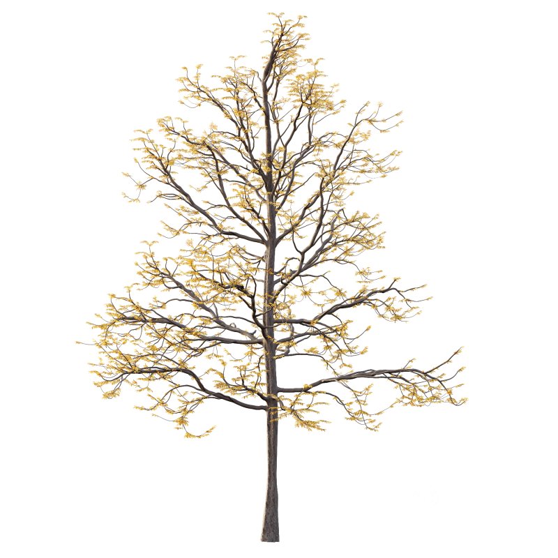 Mountain Ash Tree 08 Image 3