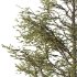 Mountain Ash Tree 12 - Thumbnail 1