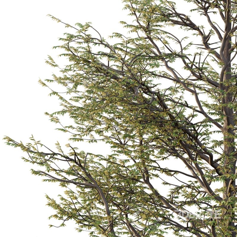 Mountain Ash Tree 12 Image 1