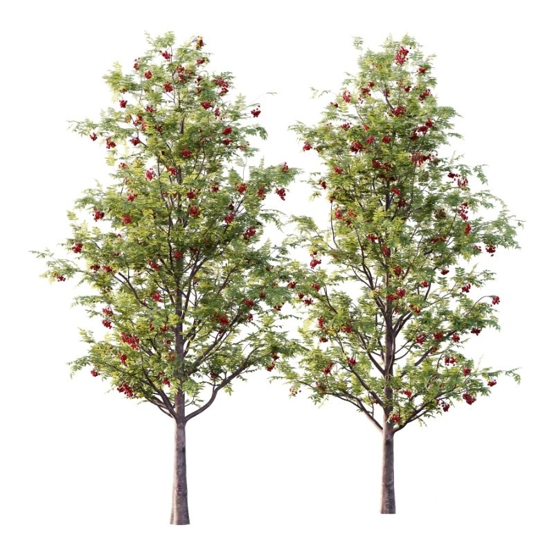 Rowan Fruit Tree 03 Image 4