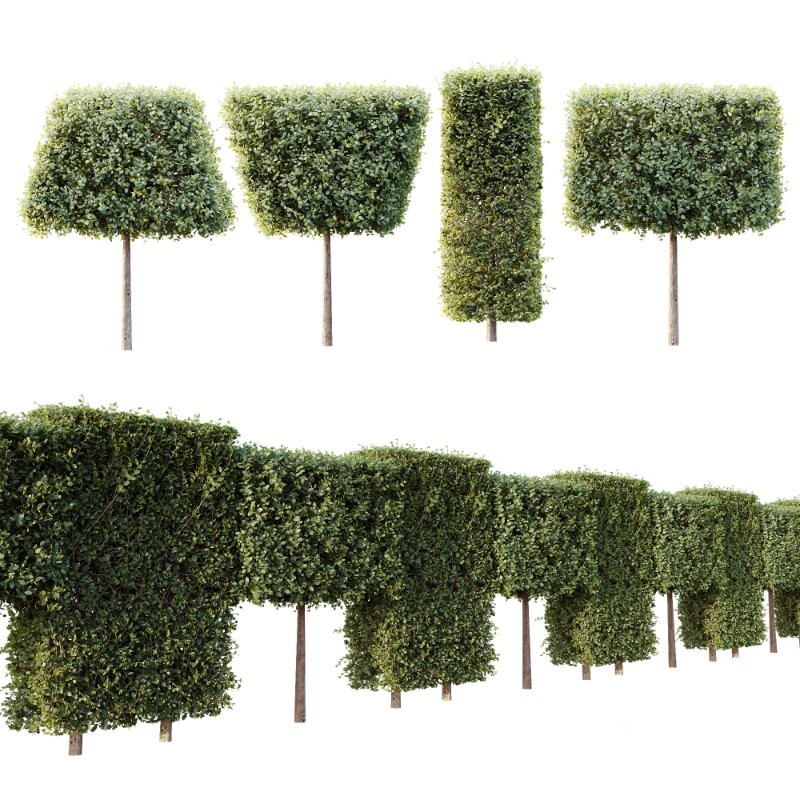 AV Plants Bush Ficus Concinna Bonsai Pruned Version12 Image 3