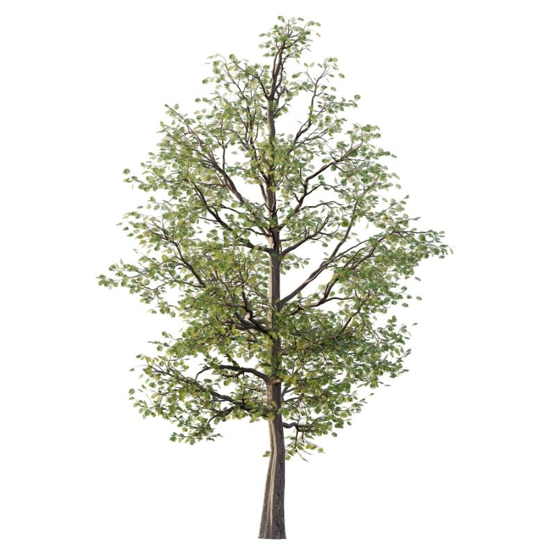 Mountain Ash Tree 19 Image 4