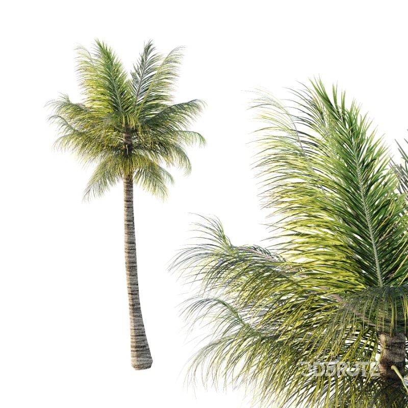 Palm Tree 01 Image 3