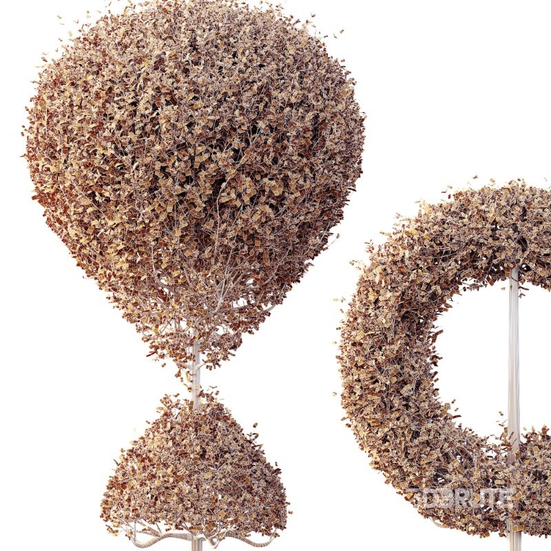 AV Plants Bush Ficus Concinna Bonsai Pruned Version13 Image 4