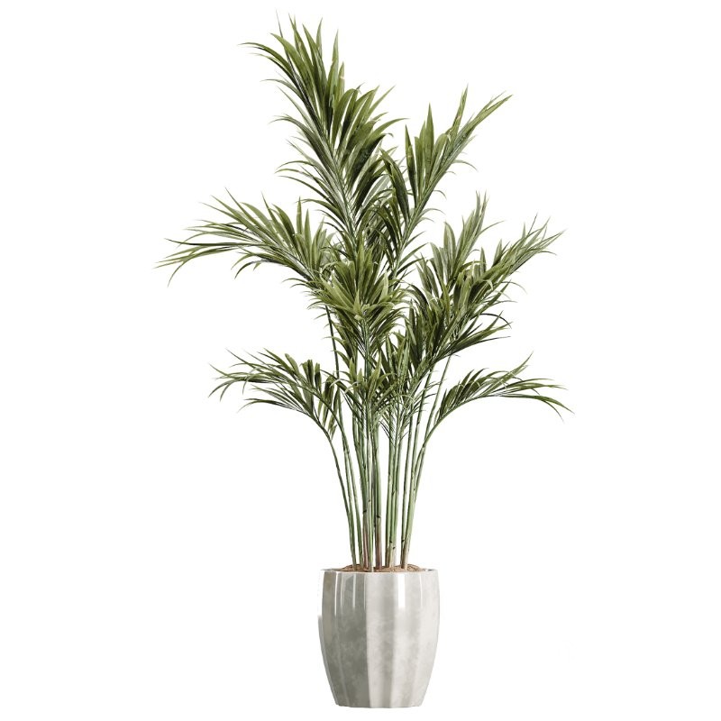 AV Indoor Plants Set 407 Briful Banana Palm Ficus Binnendijkii Image 1