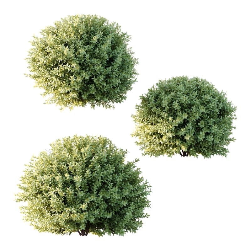 Frutices Fortescue Euonymus 10 Image 1