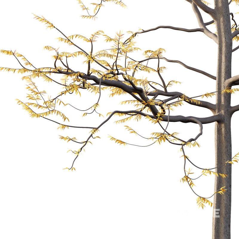 Mountain Ash Tree 08 Image 2