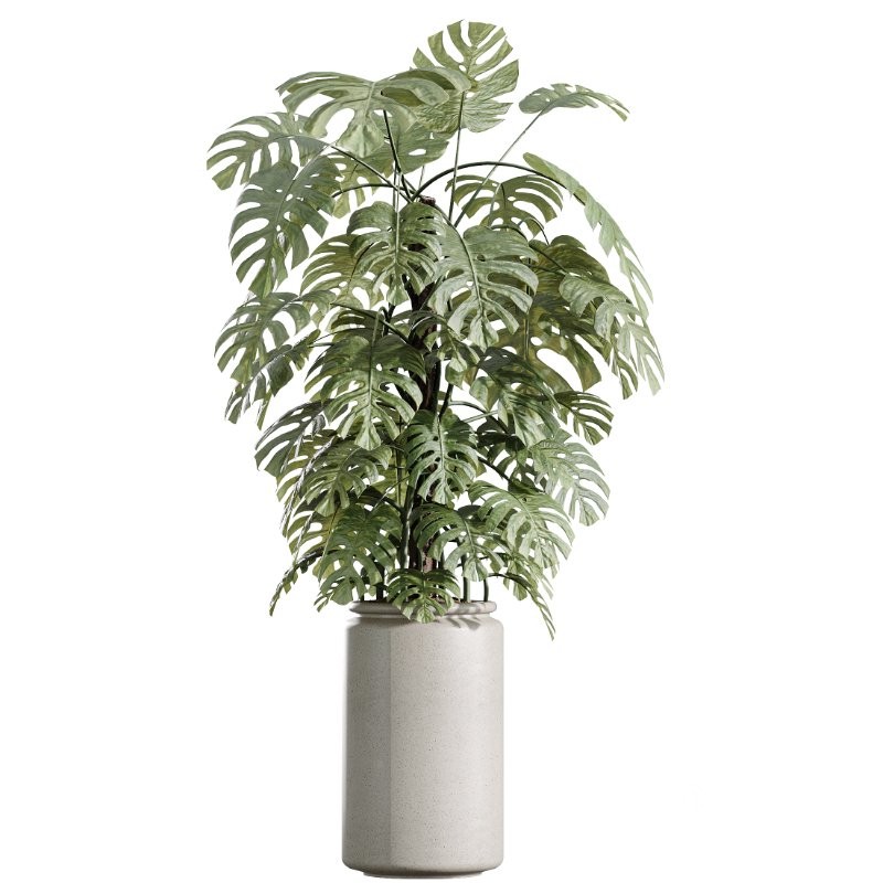 AV Indoor Plants Set 408 Banana Ficus Swiss Cheese olive Lemon Image 3