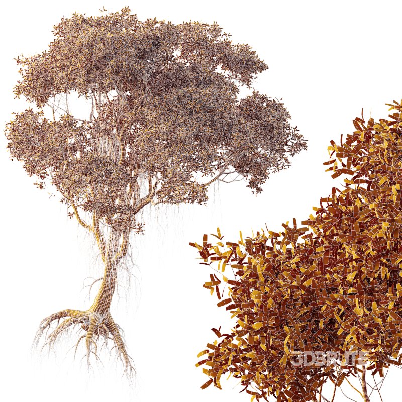 AV 2 Trees Mangrove Gray Avicennia Marina Image 7