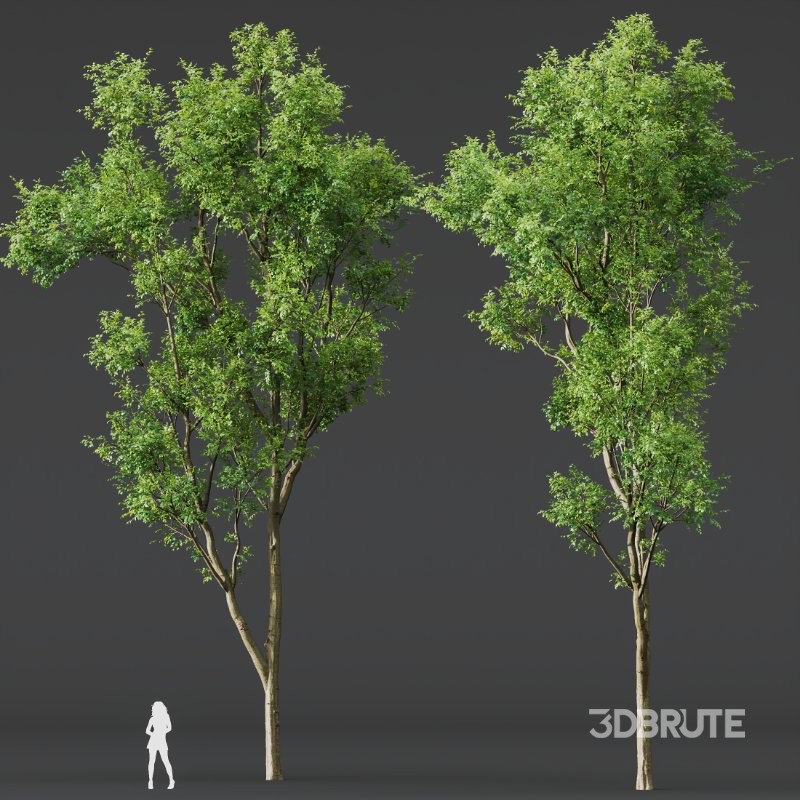 AV Celtis Australis Image 8