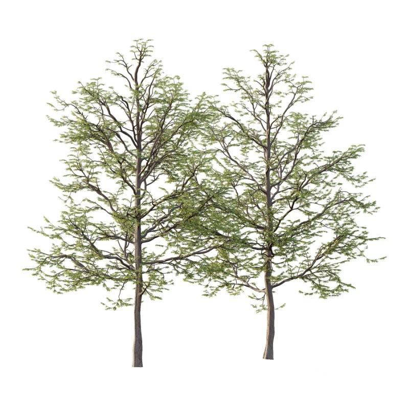 Mountain Ash Tree 013 Image 4