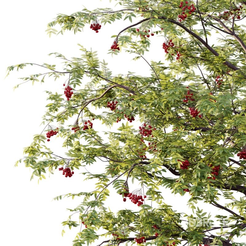 Rowan Fruit Tree 05 Image 2