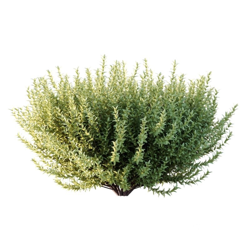 s vary widely among different species and between different English-speaking countries, but include spindle (or spindle tree), burning-bush, strawberry-bush, wahoo, wintercreeper, or simply euonymus. It has about 140 species of deciduous and evergreen shrubs, small trees and lianas. They are mostly native to East Asia, extending to the Himalayas, and they are also distributed in Europe, Australasia, North America, and Madagascar. Fifty species are endemic to China. Image 3