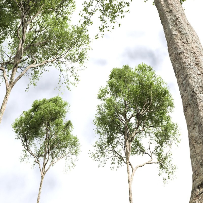 AV Celtis Australis and Acer Pseudoplatanus Image 4