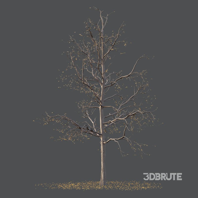 Mountain Ash Tree 02 Image 4