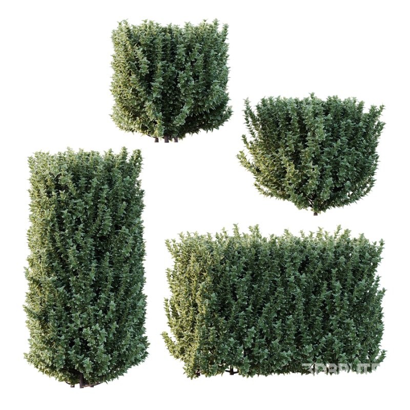 s vary widely among different species and between different English-speaking countries, but include spindle (or spindle tree), burning-bush, strawberry-bush, wahoo, wintercreeper, or simply euonymus. It has about 140 species of deciduous and evergreen shrubs, small trees and lianas. They are mostly native to East Asia, extending to the Himalayas, and they are also distributed in Europe, Australasia, North America, and Madagascar. Fifty species are endemic to China.The inconspicuous flowers occur in small groups, and can be green, yellow, pink or maroon in color depending on species. The leaves are opposite (rarely alternate) and simple ovoid, typically 2–15 cm long, and usually with a finely serrated margin. The fruit is a pink or white four- or five-valved pod-like berry, which splits open to reveal the fleshy-coated orange or red seeds. Image 1