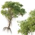 AV 2 Trees Mangrove Gray Avicennia Marina - Thumbnail 4