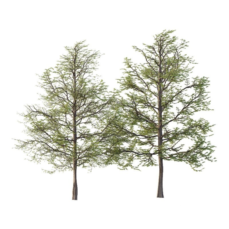 Mountain Ash Tree 15 Image 1