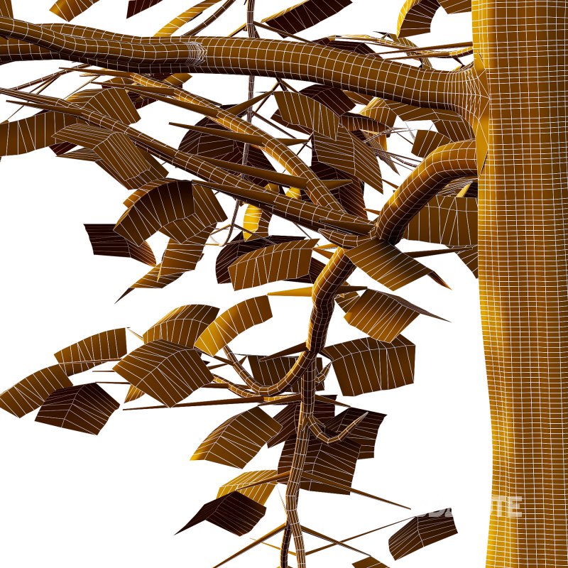 Mountain Ash Tree 04 Image 6