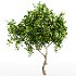 ntal landscape trees designed for high-end architectural visualization: a fruit-bearing Lemon Tree with natural branching and dense foliage, paired with a graceful Weeping Mulberry featuring cascading leaves and expressive canopy form. - Thumbnail 3