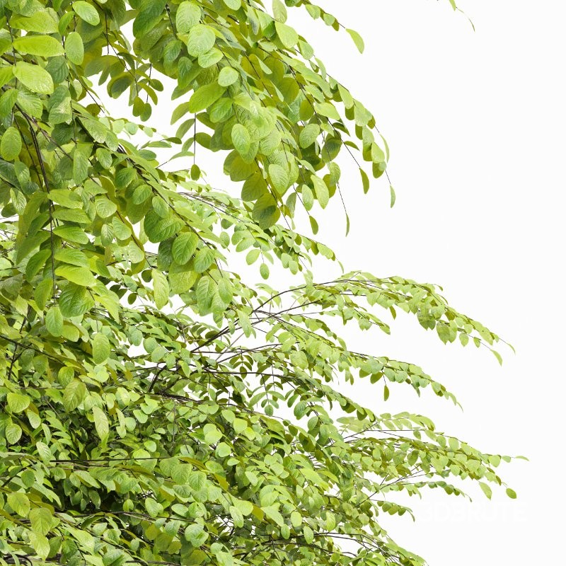 AV Acer Saccharinum and European Bladdernut Spring 2 Trees Image 3