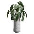 AV Indoor Plants Set 406 Cunjevoi Alocasia and Euphorbia Drupifera and Schefflera Arboricola and Yucca Elephantipes - Thumbnail 2