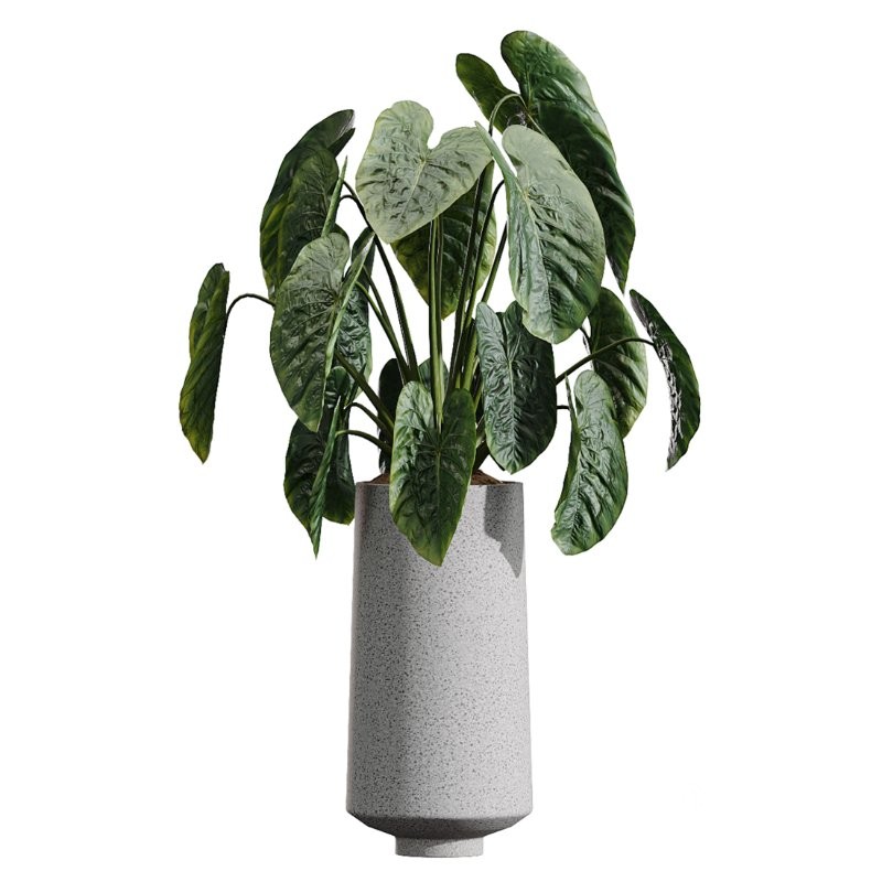 AV Indoor Plants Set 406 Cunjevoi Alocasia and Euphorbia Drupifera and Schefflera Arboricola and Yucca Elephantipes Image 2
