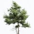 AV Pinus Echinata Populus Tremuloides - Thumbnail 1