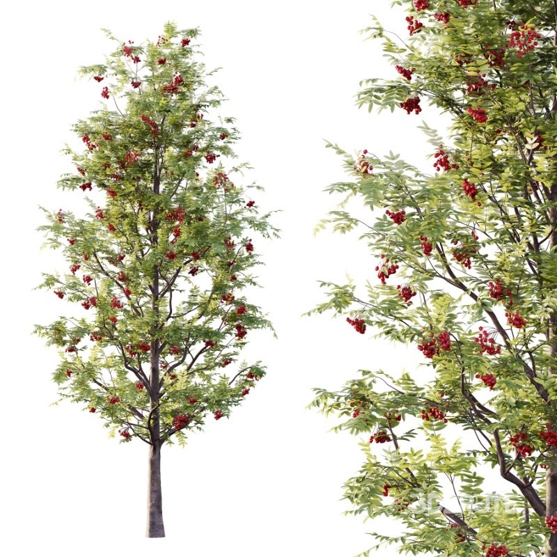 Rowan Fruit Tree 03 Image 1