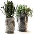 Easter Island Planter 02 - Thumbnail 3