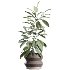 AV Indoor Plants Set 412 Banana Olive Ficus Fig Sansevieria - Thumbnail 2