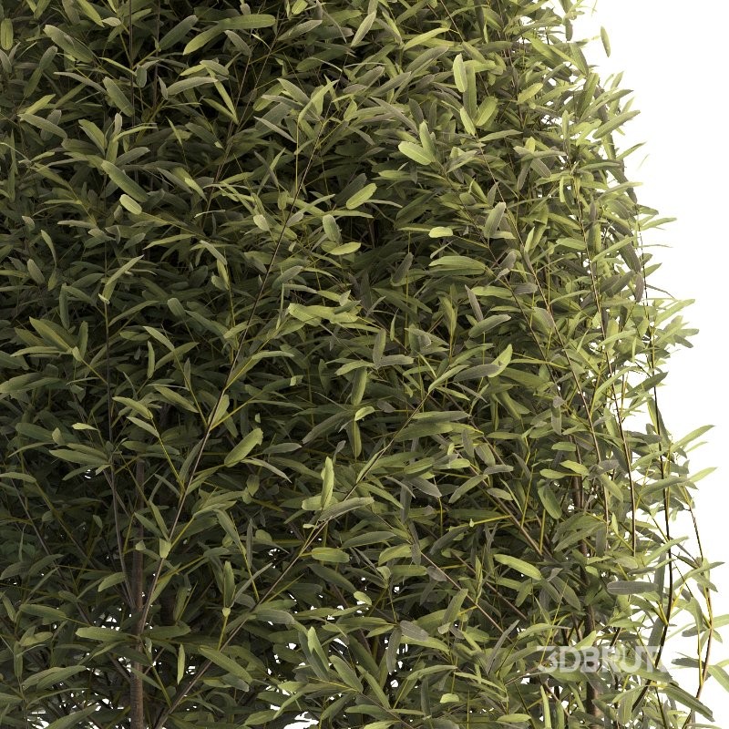 Outdoor Plant 01 Image 5