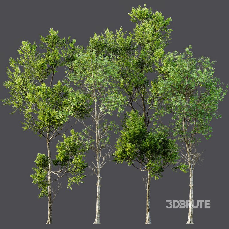 AV Fagus Grandifolia and Fagus Sylvatica Image 7