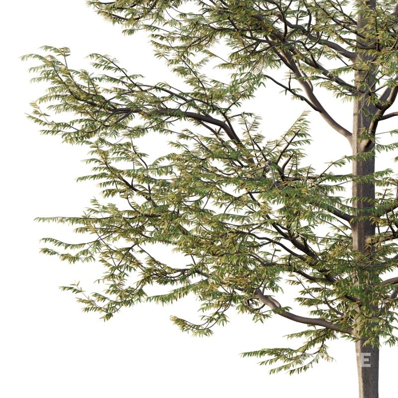 Mountain Ash Tree 11 Image 4