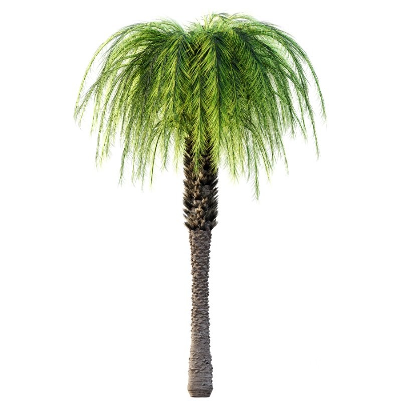 Phoenix roebelenii Palm Trees 01 Image 5