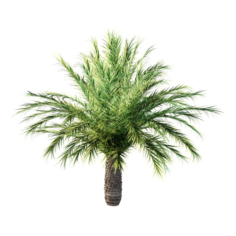 Phoenix roebelenii Palm Trees 03 Image 3